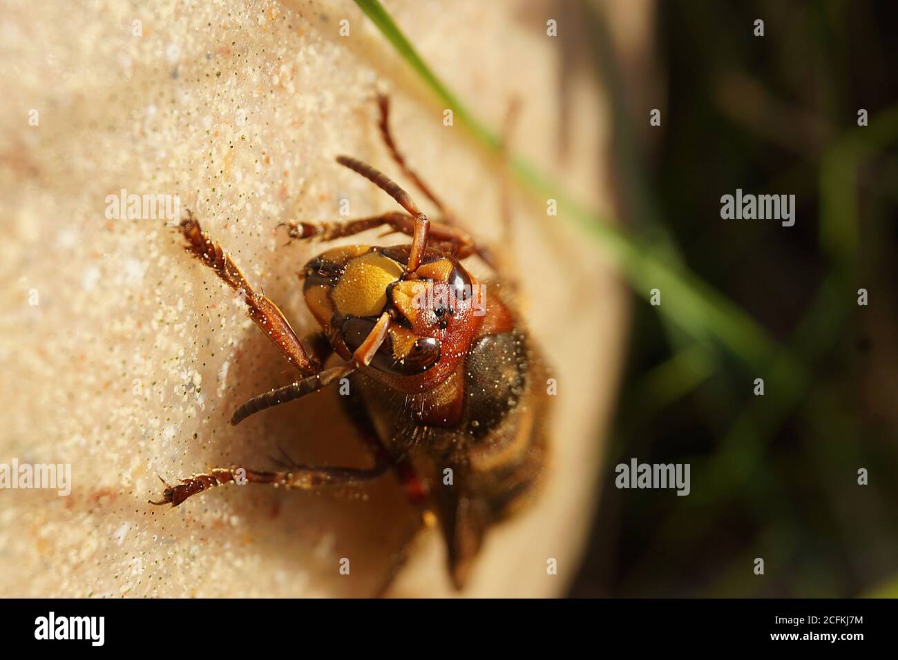 Grand Hornet Banque D'Images