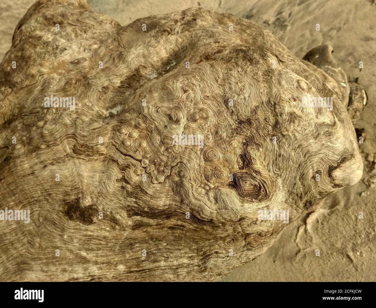 Bois de grève avec texture de tourbillon organique abstraite de gros plan sur la plage de sable. Vue sur la plage de sable avec motif circulaire en bois flotté Banque D'Images
