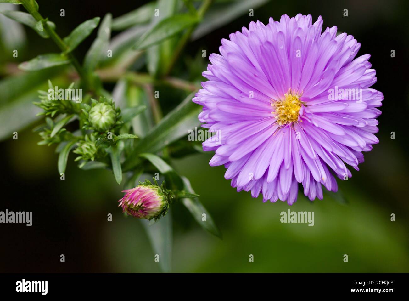 Aster amellus, la Marguerite européenne de Michaelmas Banque D'Images