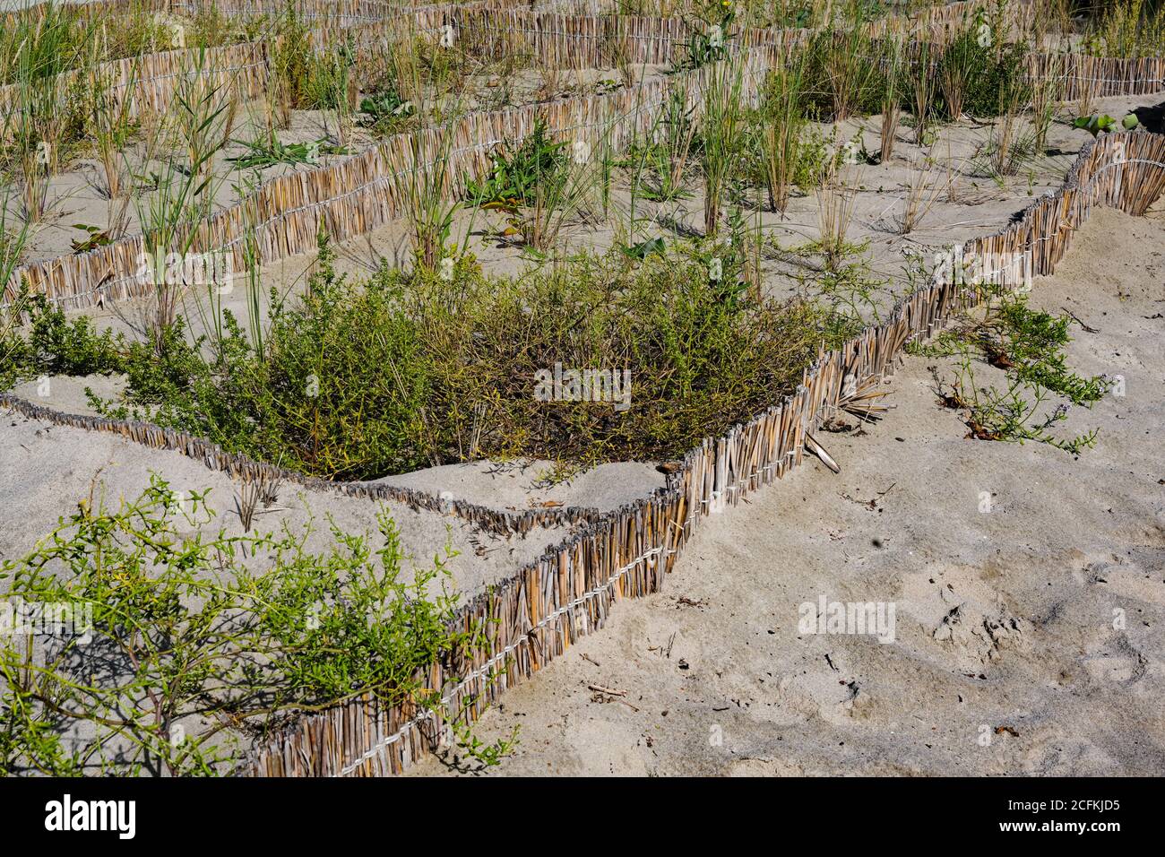 Protection de la végétation de la plage par des clôtures de roseaux dans le paysage de dunes de la mer Baltique, Allemagne, copier espace, focus sélectionné Banque D'Images