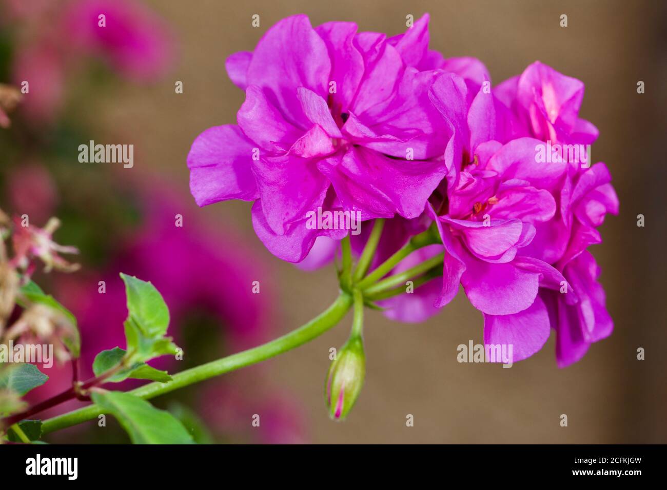 Magnifique géranium rose Banque D'Images