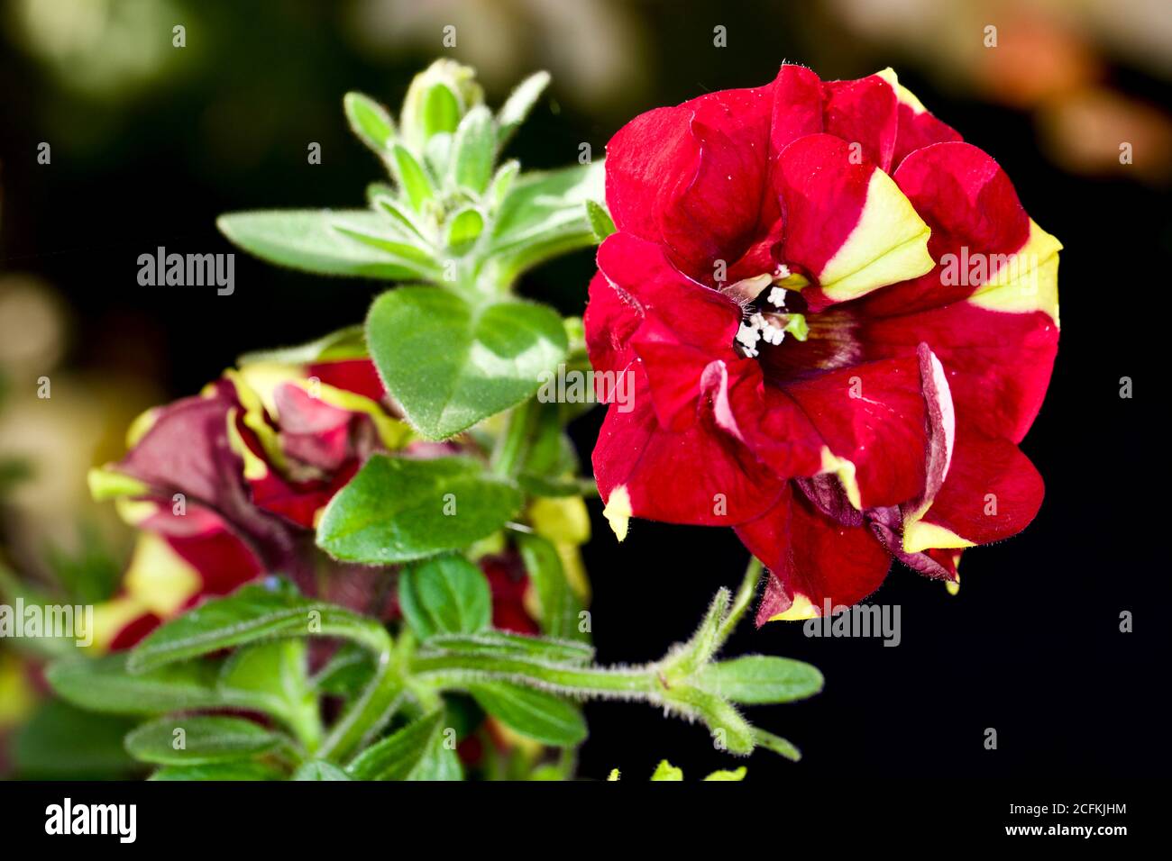 Pétunia Tumbelina Ripple Banque D'Images