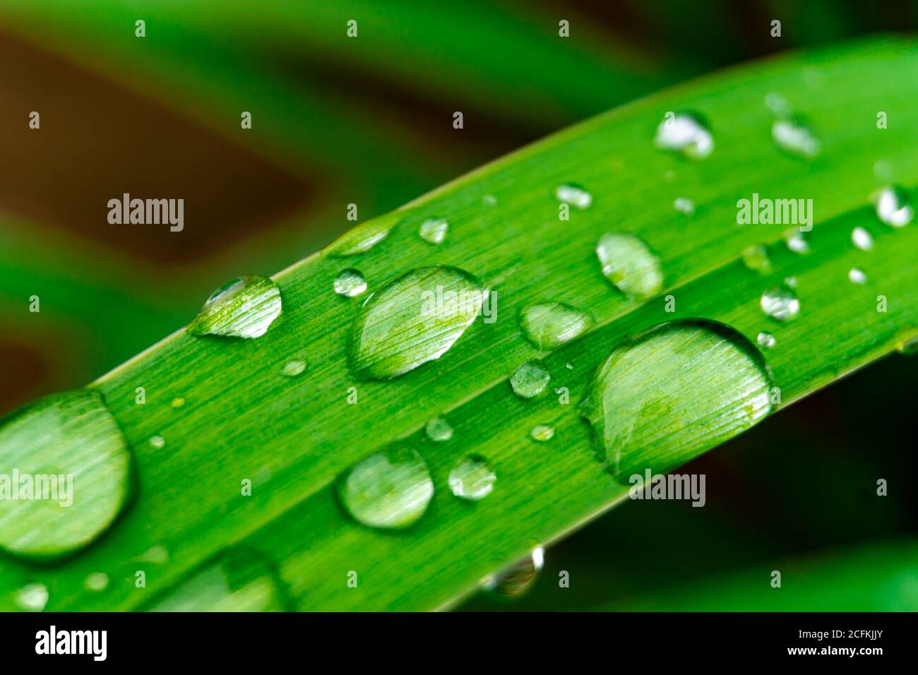 Waterdrops on grass Banque D'Images