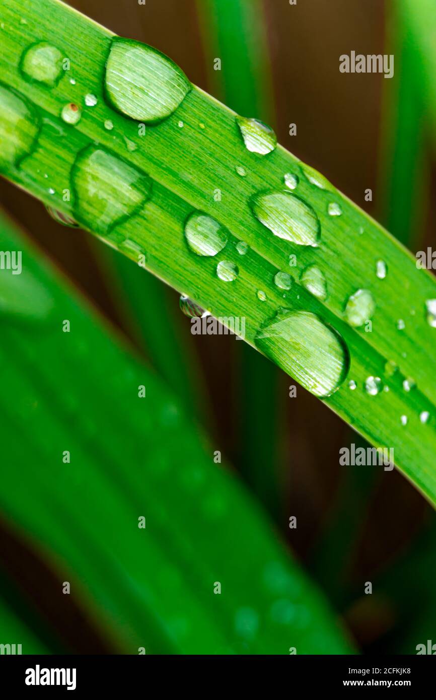 Waterdrops on grass Banque D'Images