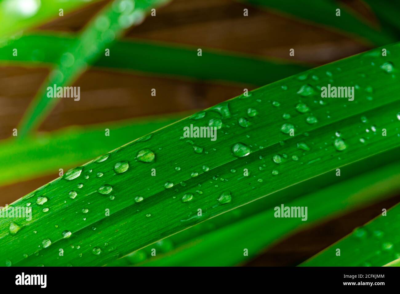 Waterdrops on grass Banque D'Images