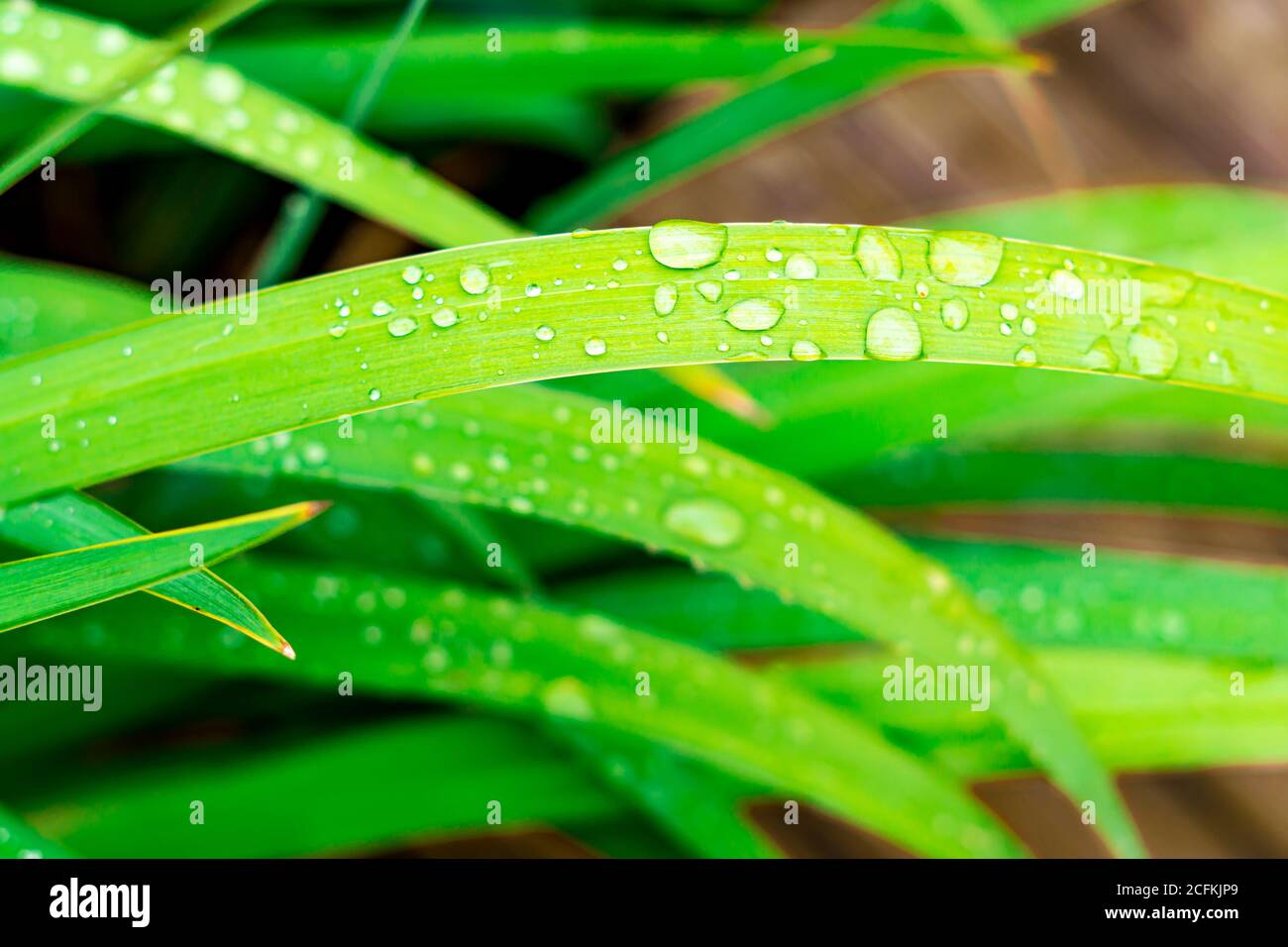 Waterdrops on grass Banque D'Images