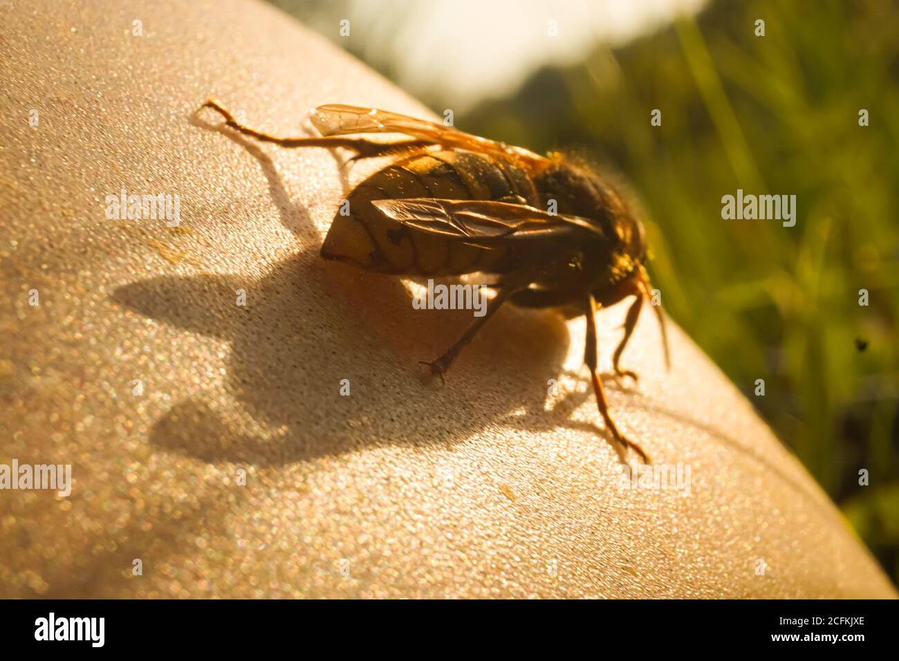 Sting. Big Hornet Banque D'Images