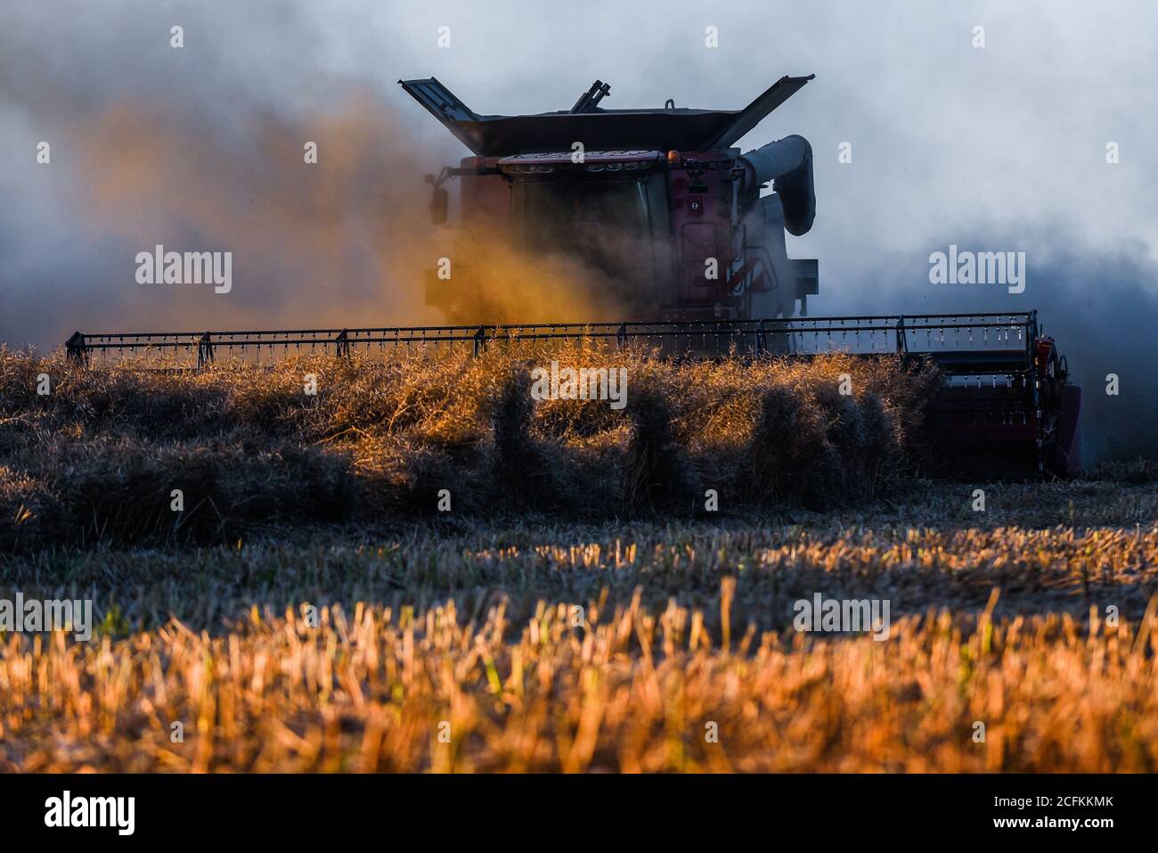 Oborniki, Pologne. 11 août 2020. Une moissonneuse récolte des plantes céréalières utilisées pour nourrir les animaux à la Voïvodeship de la Grande Pologne. Crédit : Omar marques/SOPA Images/ZUMA Wire/Alamy Live News Banque D'Images