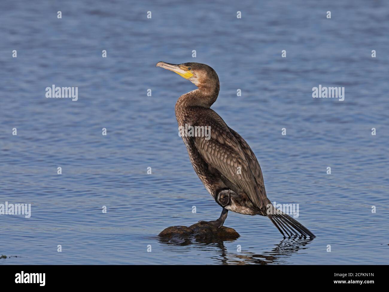 Grand cormorant, debout sur le rocher Banque D'Images
