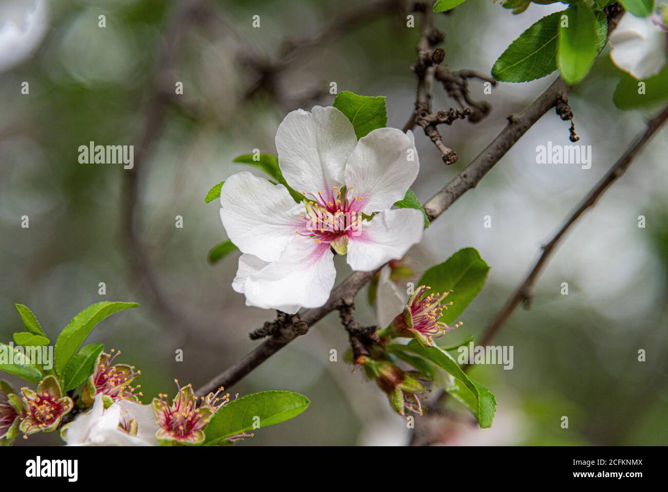 Un gros plan d'une fleur. Belle fleur d'amande. Amande de printemps avec fleurs blanches et roses sur les branches. Arrière-plan magique et naturel. Gros plan sur les amandiers fleuris. Photo de haute qualité Banque D'Images