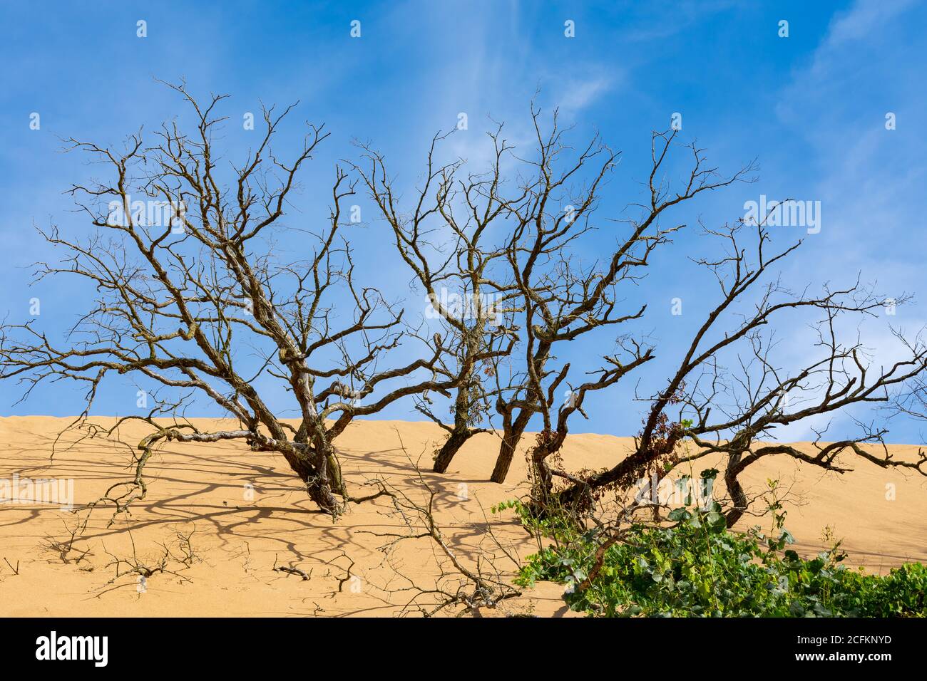 Arbres morts dans les dunes de sable du littoral national d'Indiana Dunes. Banque D'Images