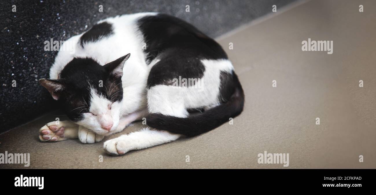 dormez le chat errant à l'angle de la rue avec la taille de la bannière dans le concept de la maison perdue Banque D'Images