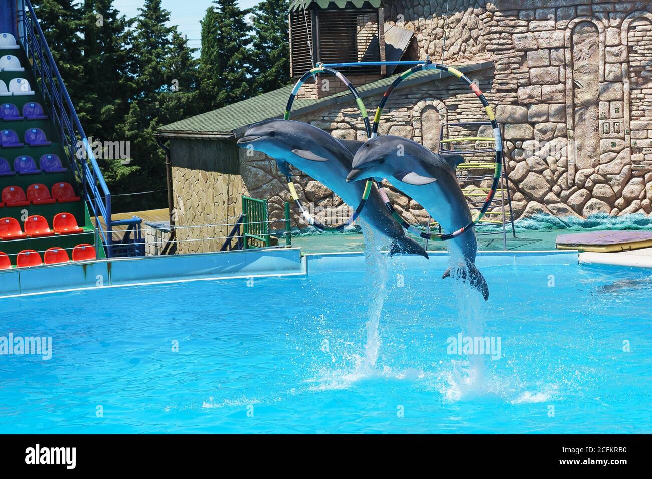 Adler, Sotchi, Krasnodar Krai, Russie - juin 11.2017 : les grands dauphins sont de grands dauphins, ou grands dauphins (lat. Tursiops truncatus) saut Banque D'Images