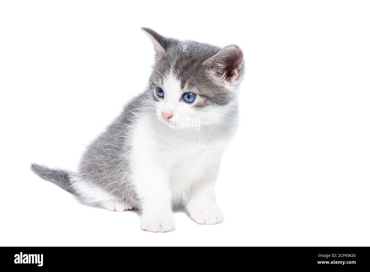 Petit chaton gris et blanc sur fond blanc Photo Stock - Alamy