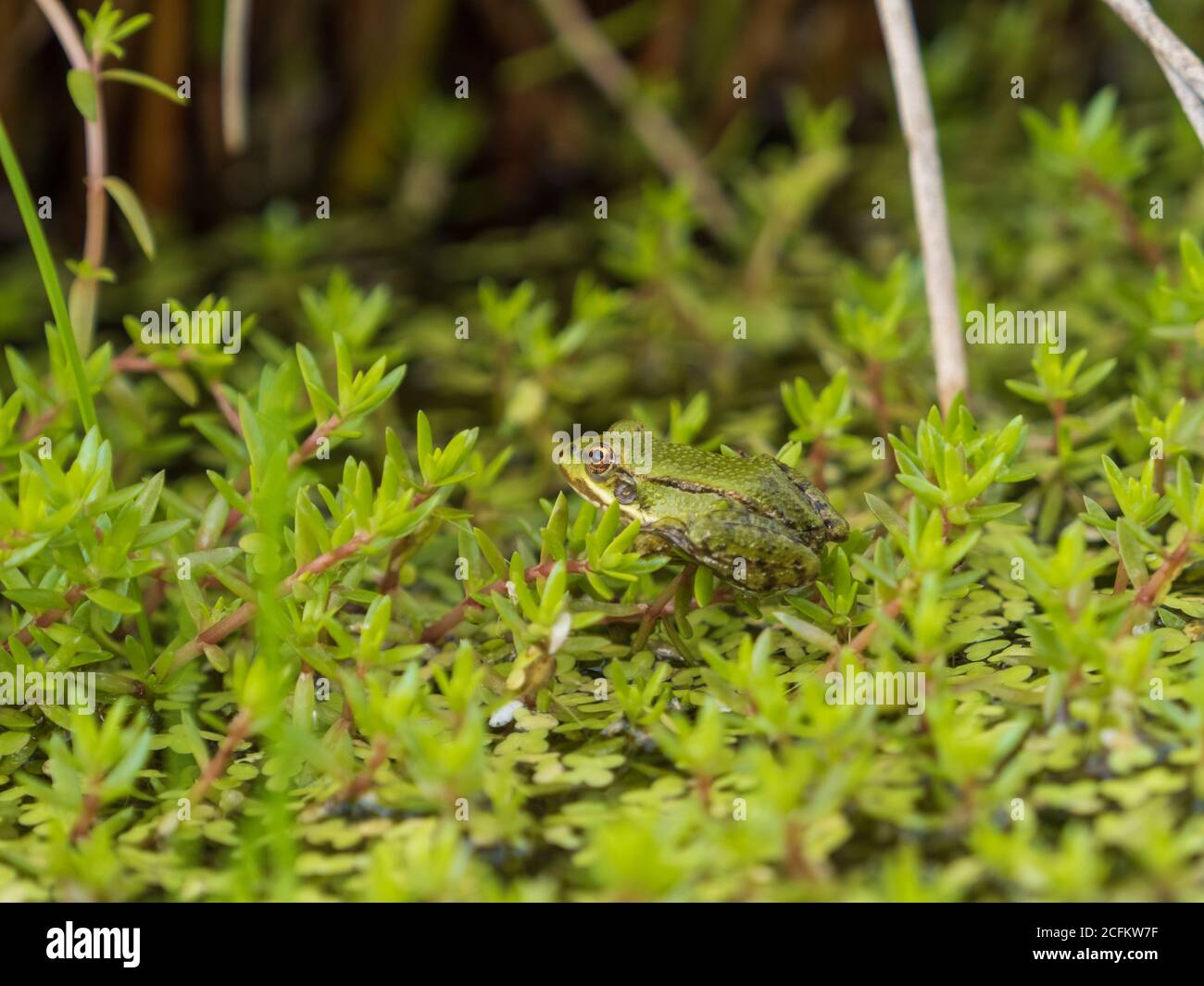 Grenouille de marais juvénile (environ 2 à 3 cm) Assis sur le bord d'un étang Banque D'Images