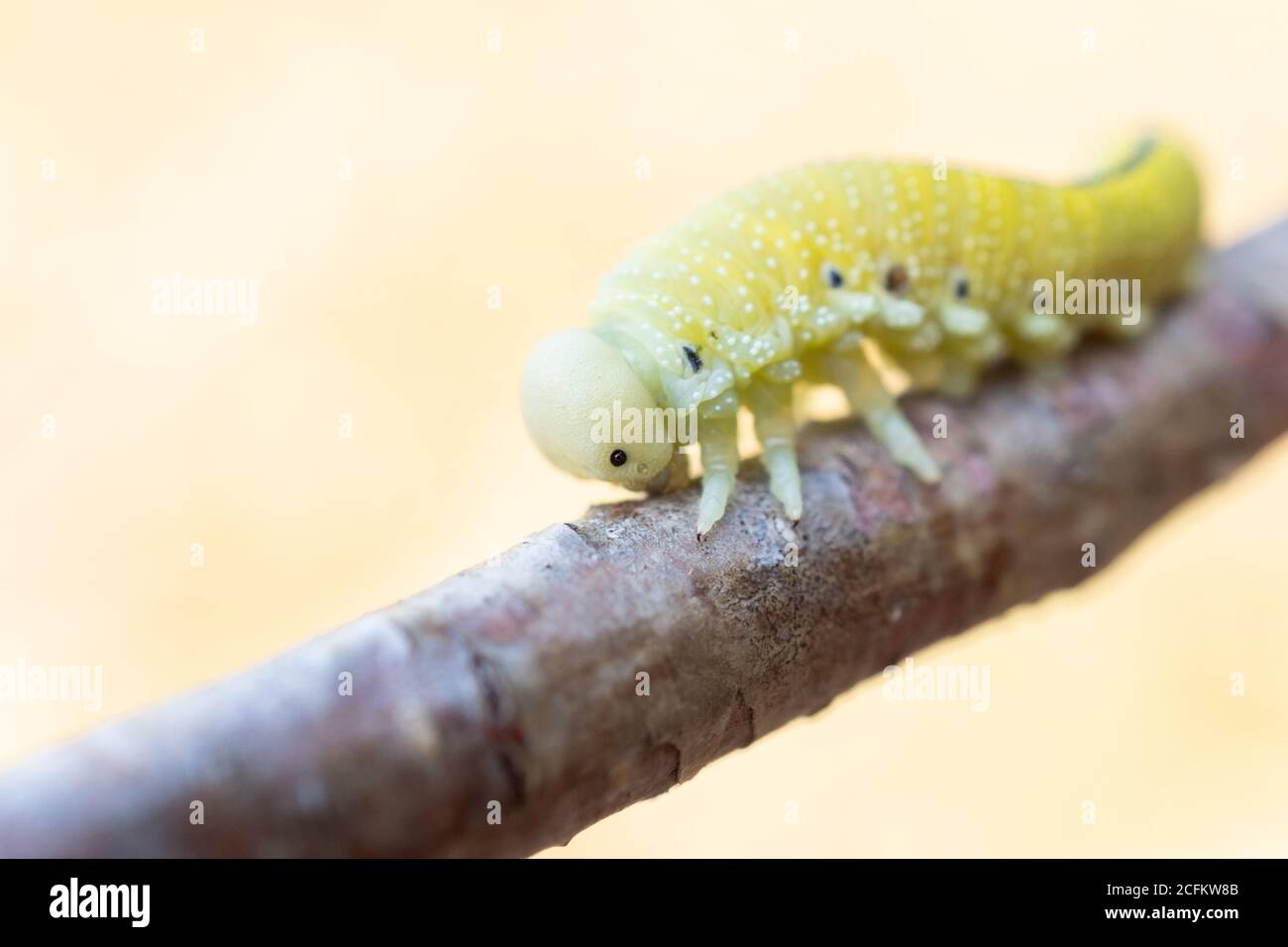 Une jolie chenille Birch Sawfly (Cimbex femoratus) alimentation sur le bouleau argenté dans les bois Banque D'Images