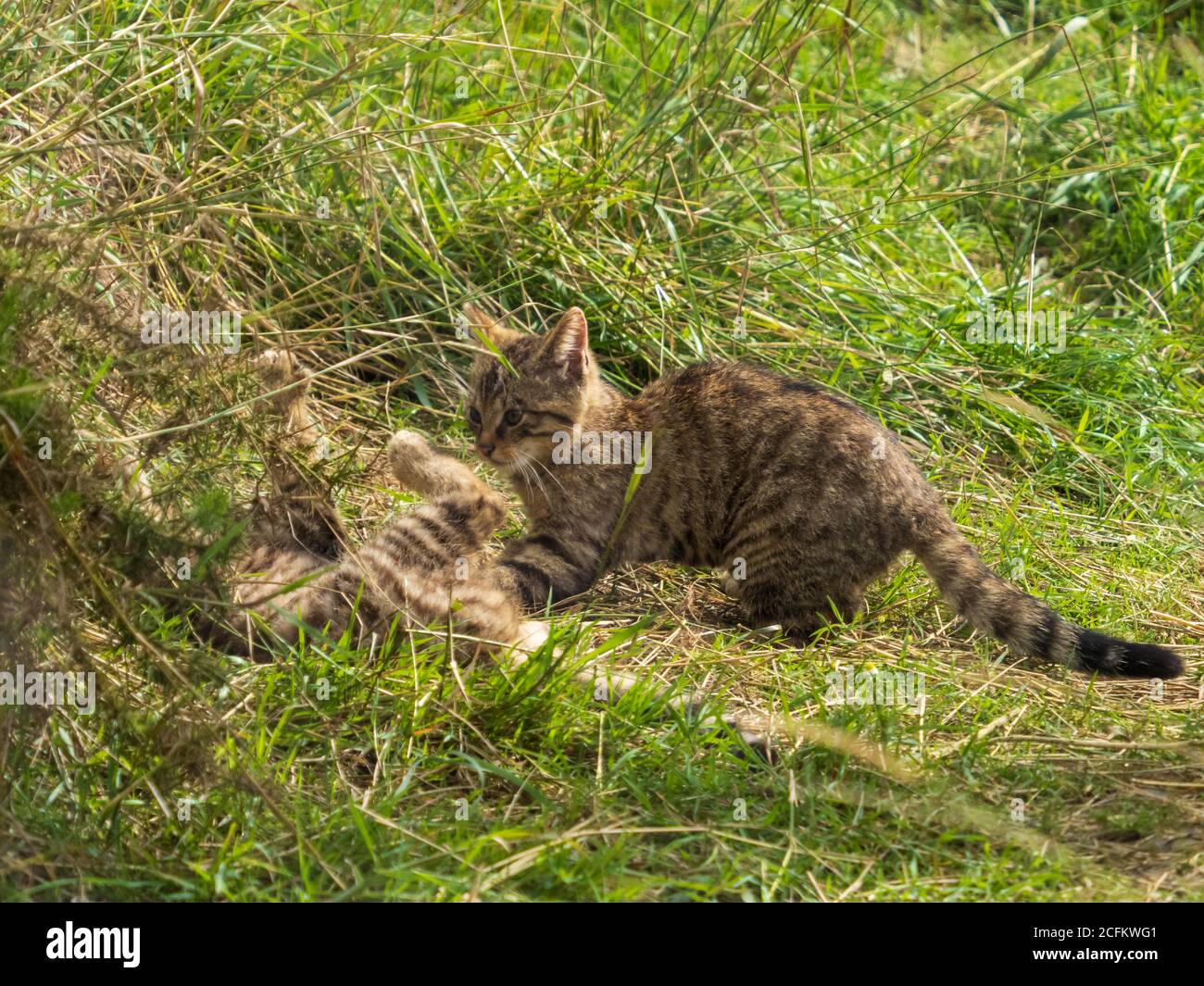 Deux Wildcats juvéniles jouant Banque D'Images