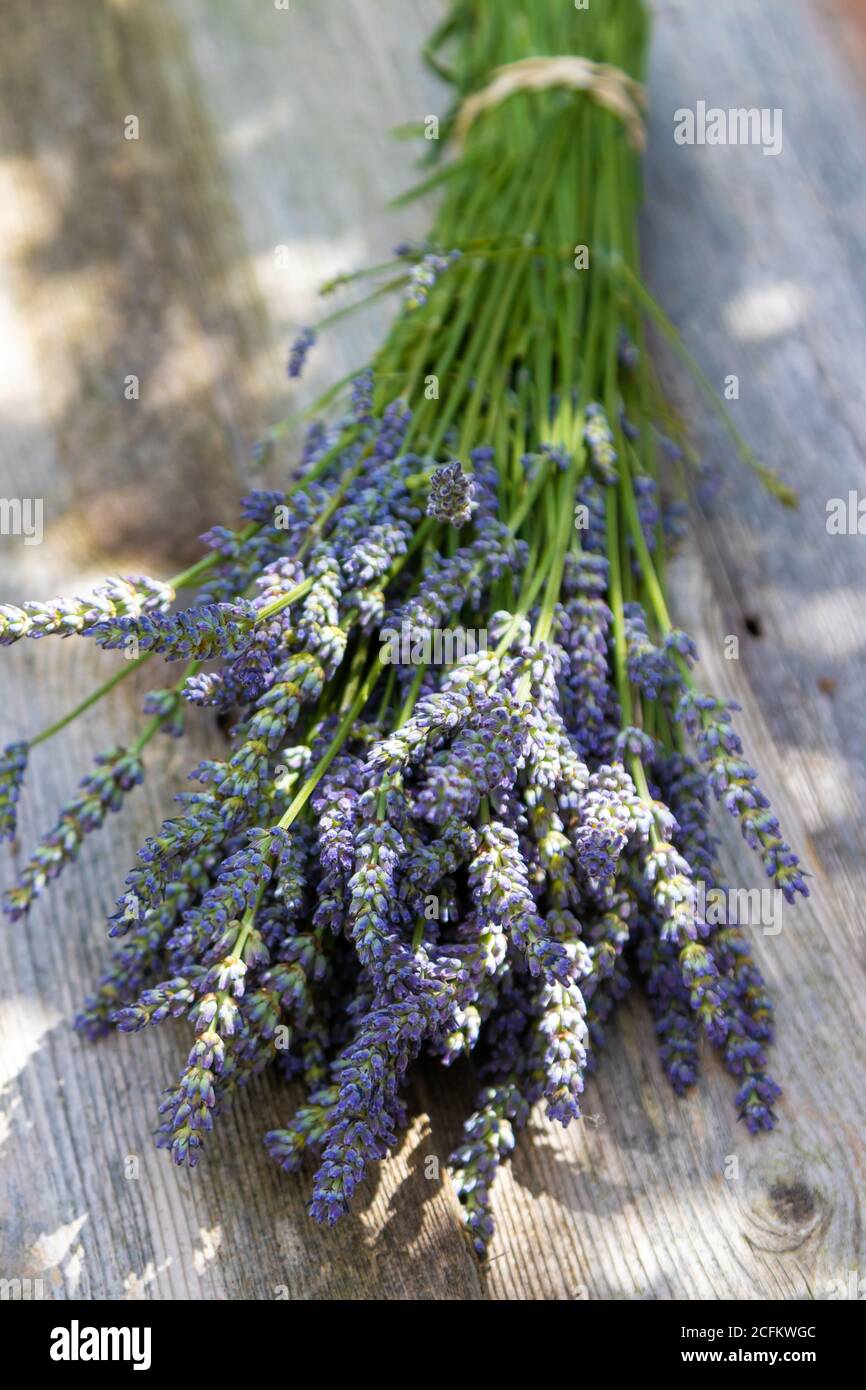 Coupez la lavande attachée dans un paquet prêt pour le séchage. Banque D'Images