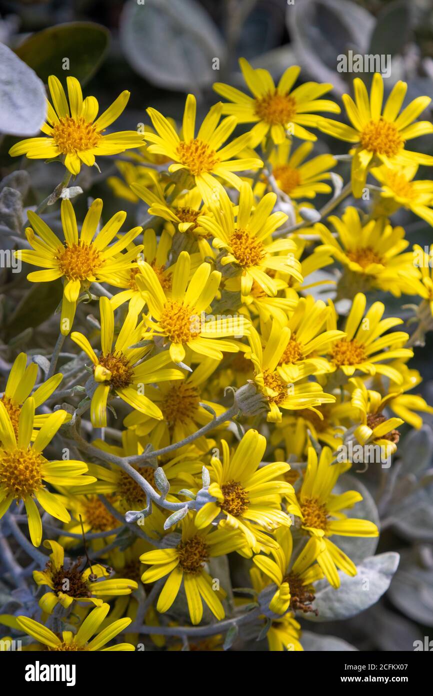 Brachyglottis grayi, également appelé Senecio grayi, avec le nom commun de pâquerette de la brousse a des fleurs jaune vif. Banque D'Images