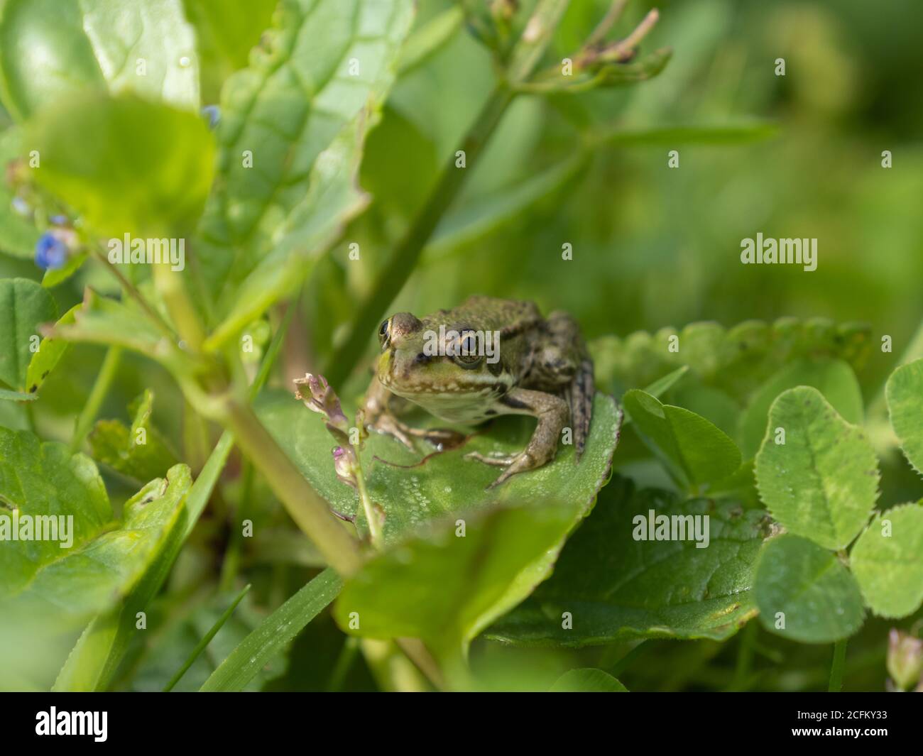 Grenouille de marais juvénile (environ 2 à 3 cm) Assis sur le bord d'un étang Banque D'Images