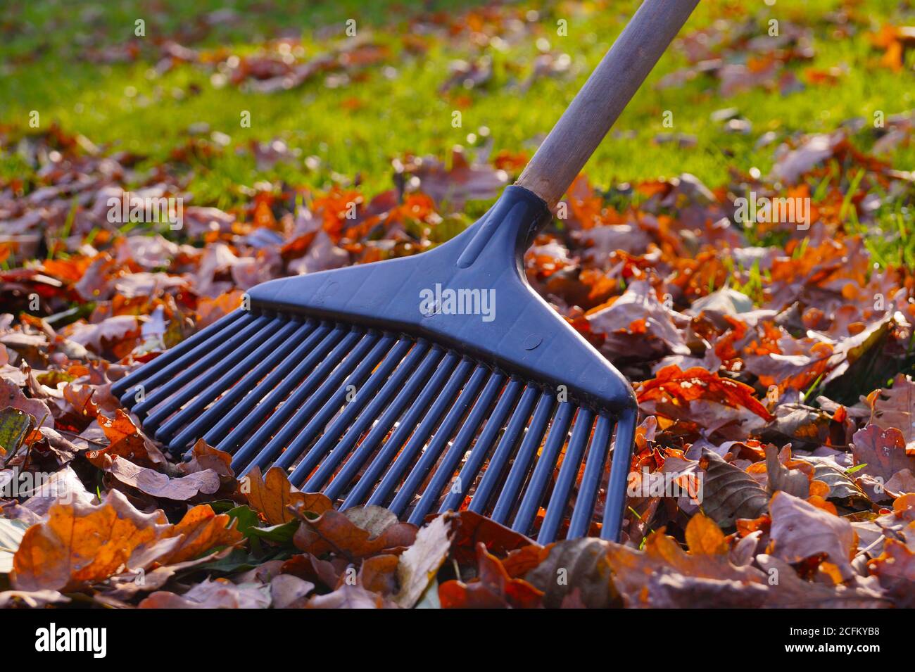 Rakes et feuilles au soleil d'automne. Travaux de jardin en automne. Banque D'Images