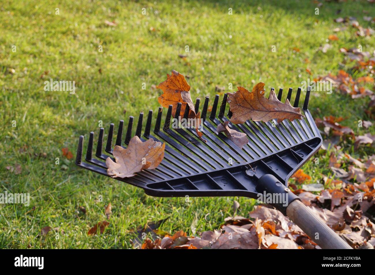 Travaux de jardin en automne. Feuilles de chêne sur un râteau. Banque D'Images