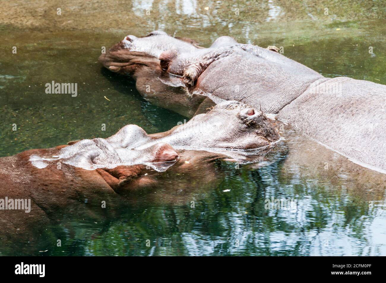 Lily et Lupe les deux hippopotames du zoo de Seattle. Banque D'Images