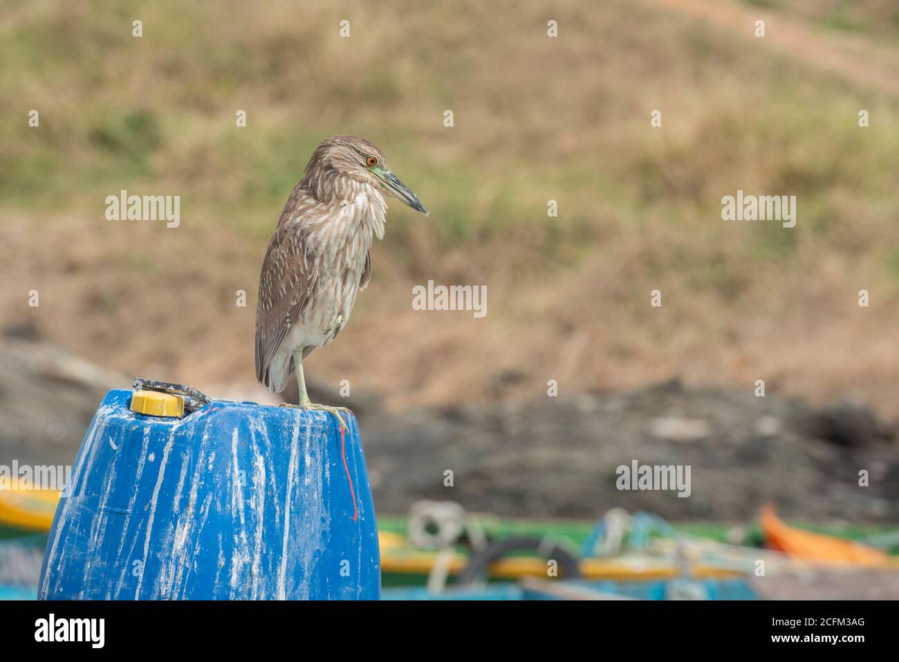 Bihoreau gris (Nycticorax nycticorax) Banque D'Images