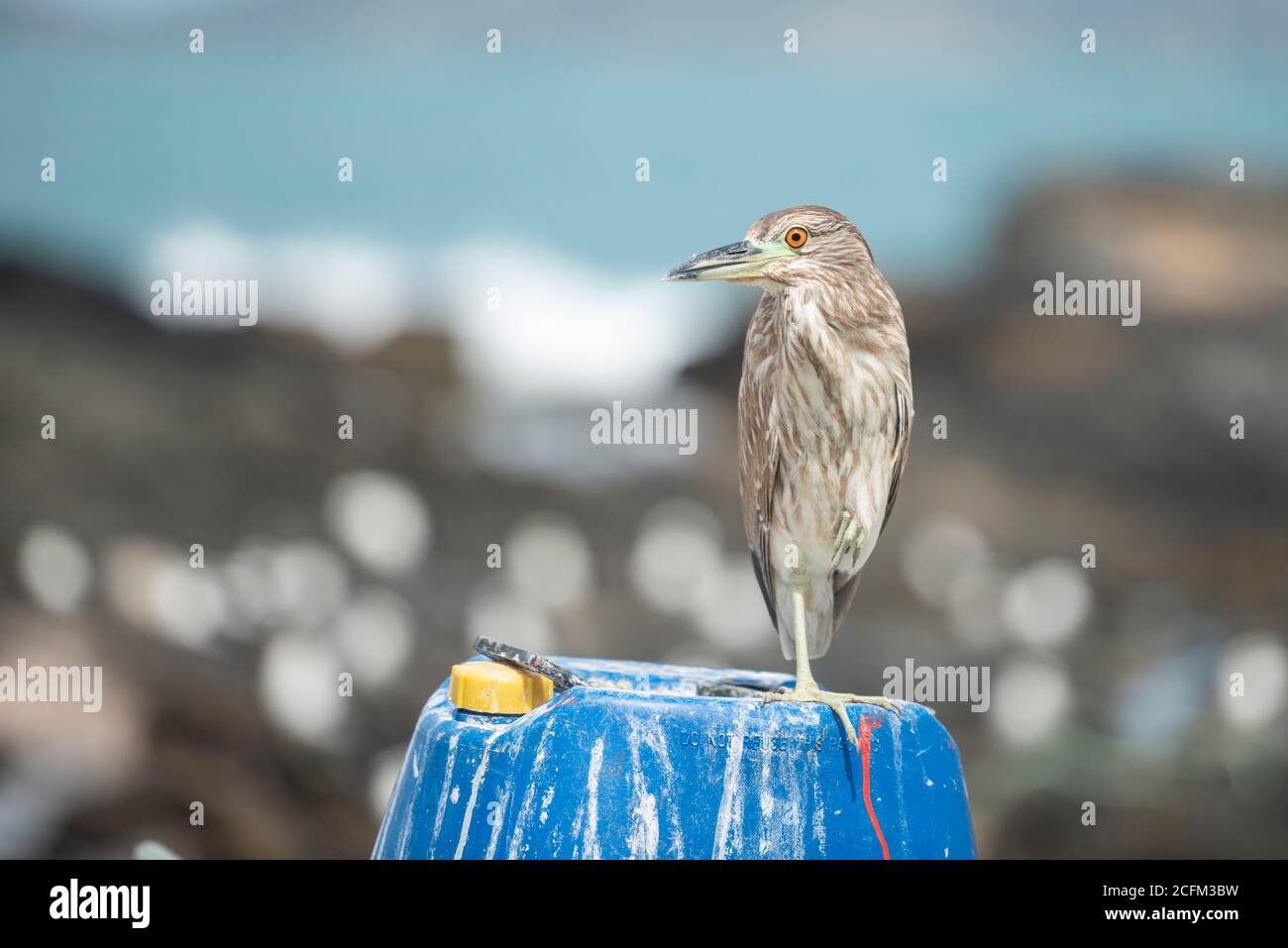 Bihoreau gris (Nycticorax nycticorax) Banque D'Images