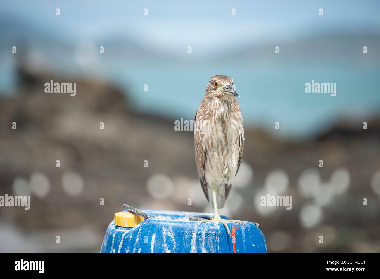 Bihoreau gris (Nycticorax nycticorax) Banque D'Images