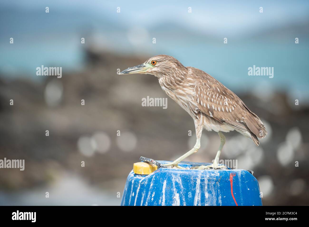 Bihoreau gris (Nycticorax nycticorax) Banque D'Images