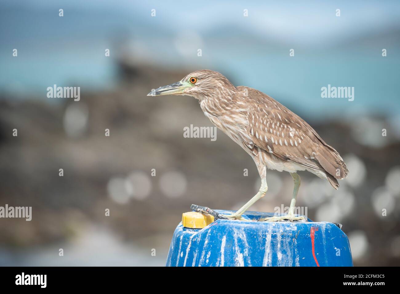 Bihoreau gris (Nycticorax nycticorax) Banque D'Images