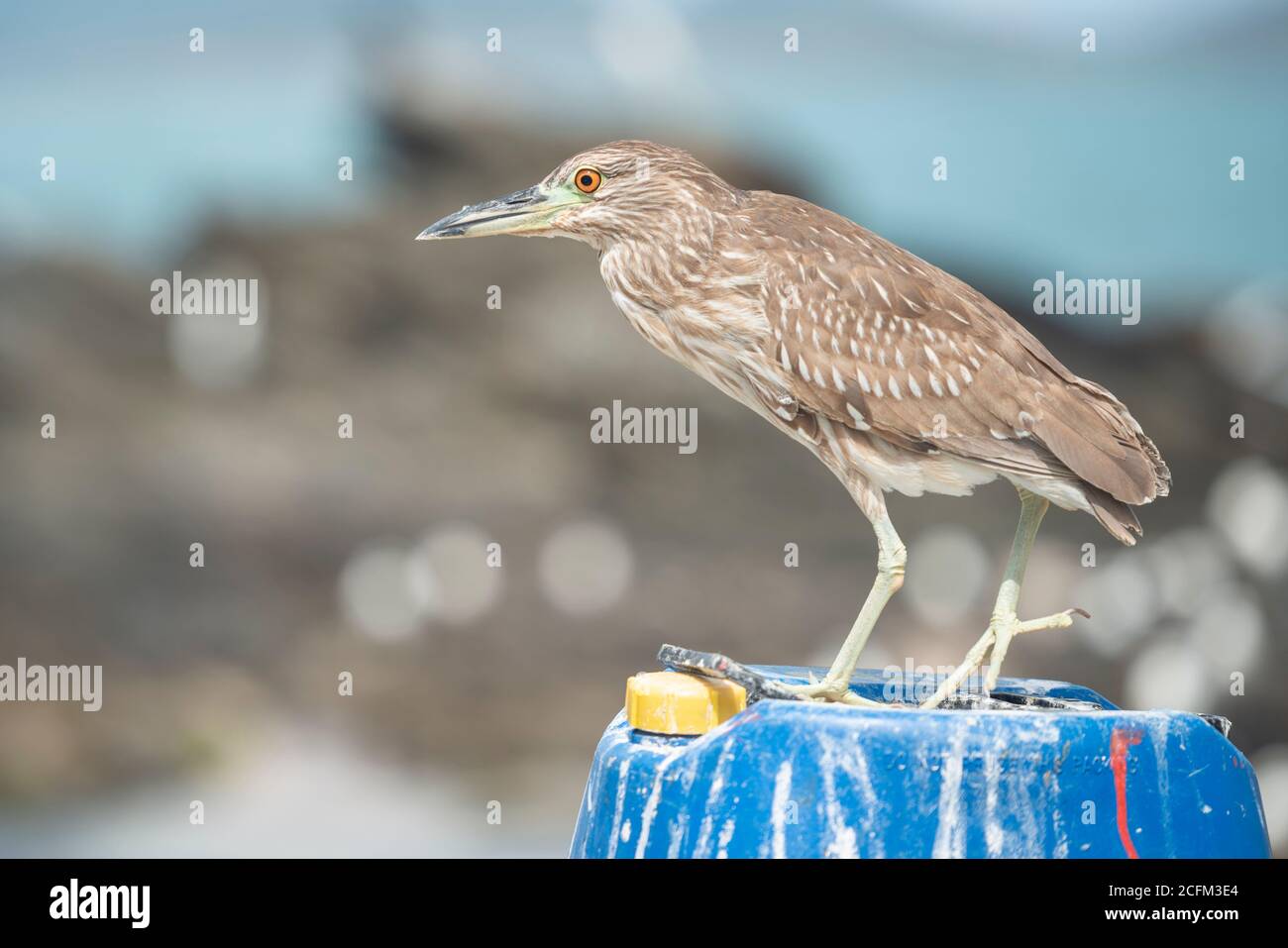 Bihoreau gris (Nycticorax nycticorax) Banque D'Images