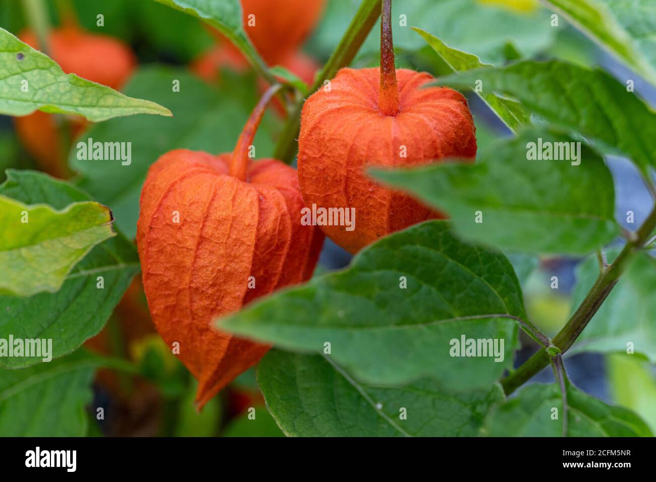 Alkekengi Officinarum Physalis Alkekengi Lanterne Chinoise Lanterne Japonaise Cerise Sur Le Gateau Ou Fruit De Cerise D Hiver Avec Papilon Orange Fonce Photo Stock Alamy