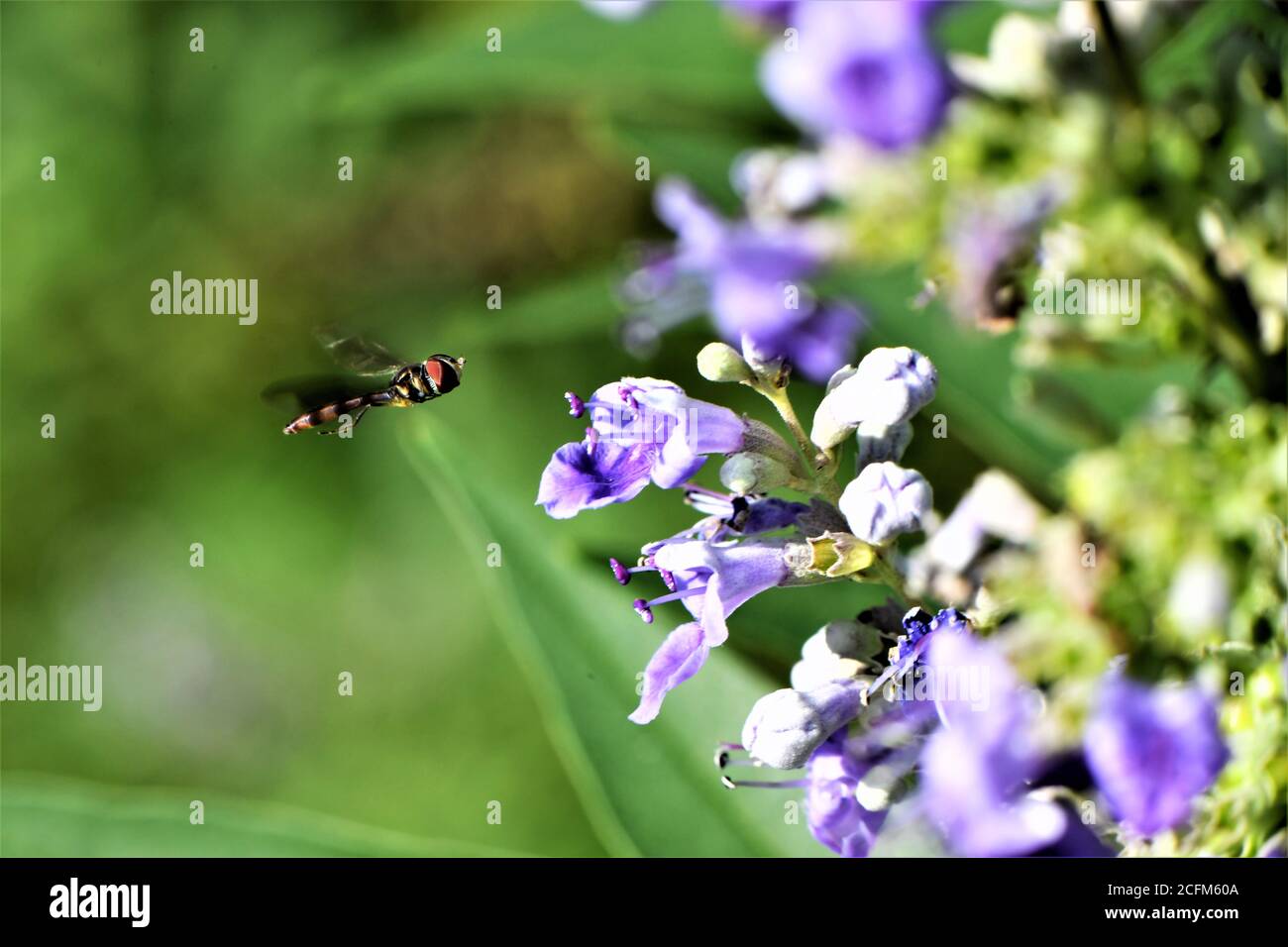 Un petit insecte entrant pour recueillir le nectar d'une fleur de wisteria. Banque D'Images