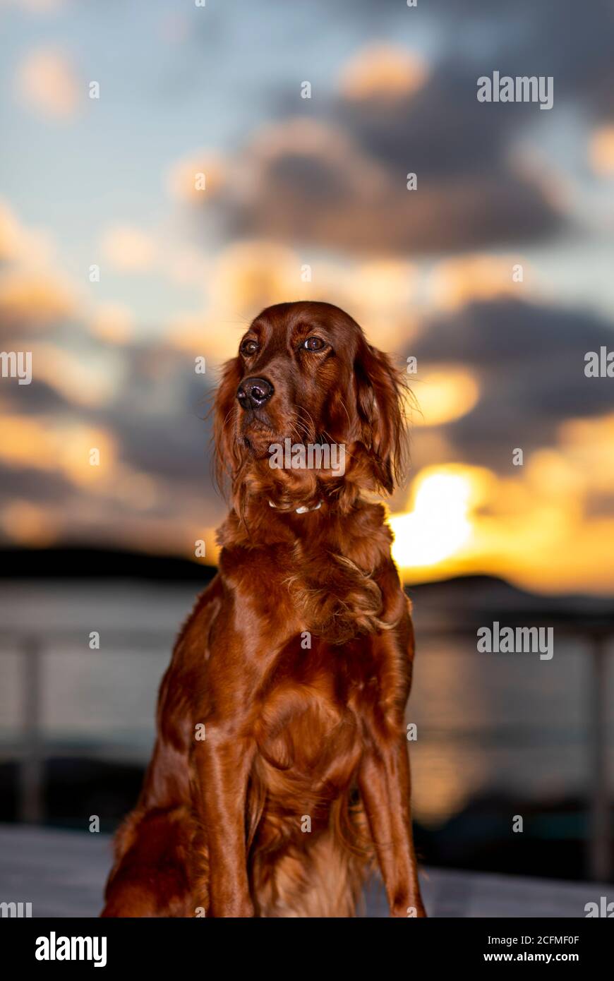 Mon magnifique Setter irlandais au coucher du soleil. Un chasseur de tétras fantastique et un excellent ami. Banque D'Images