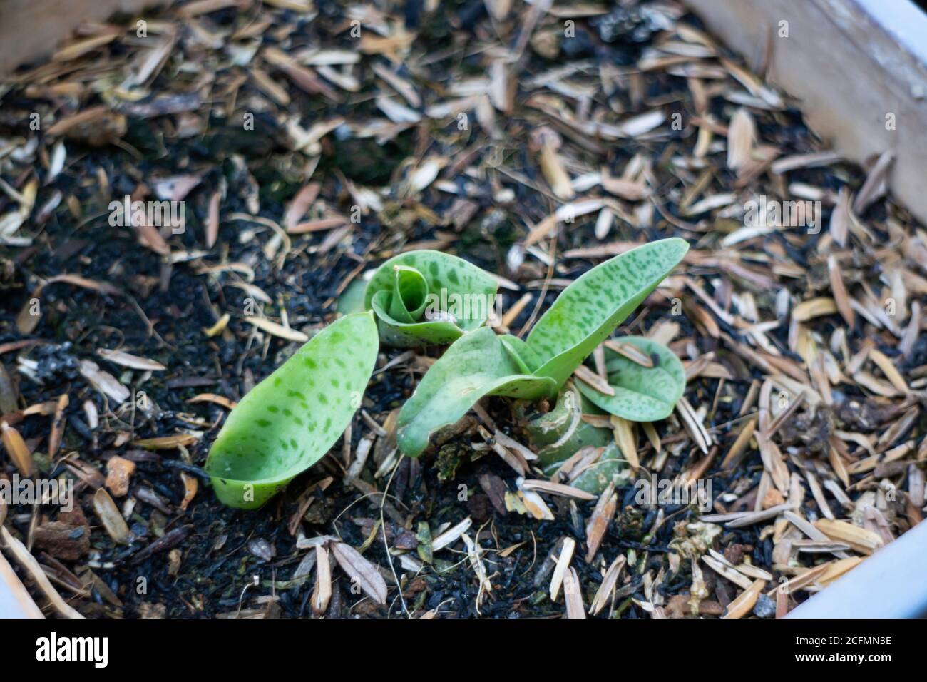 Jeune plante géante de feuille de rougeole de calmar, photo de stock Banque D'Images