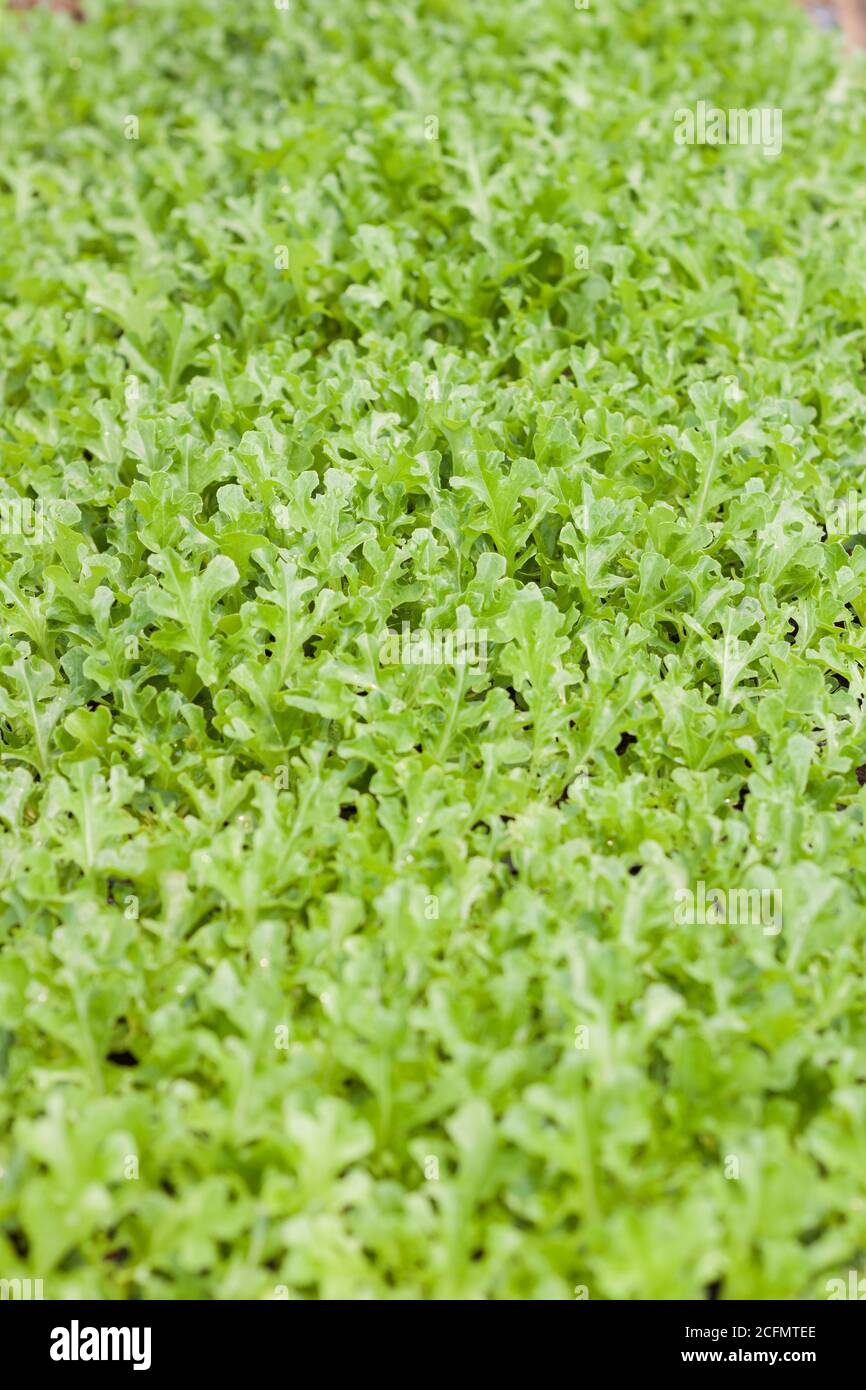 Jeune chêne vert en ferme biologique, stock photo Banque D'Images
