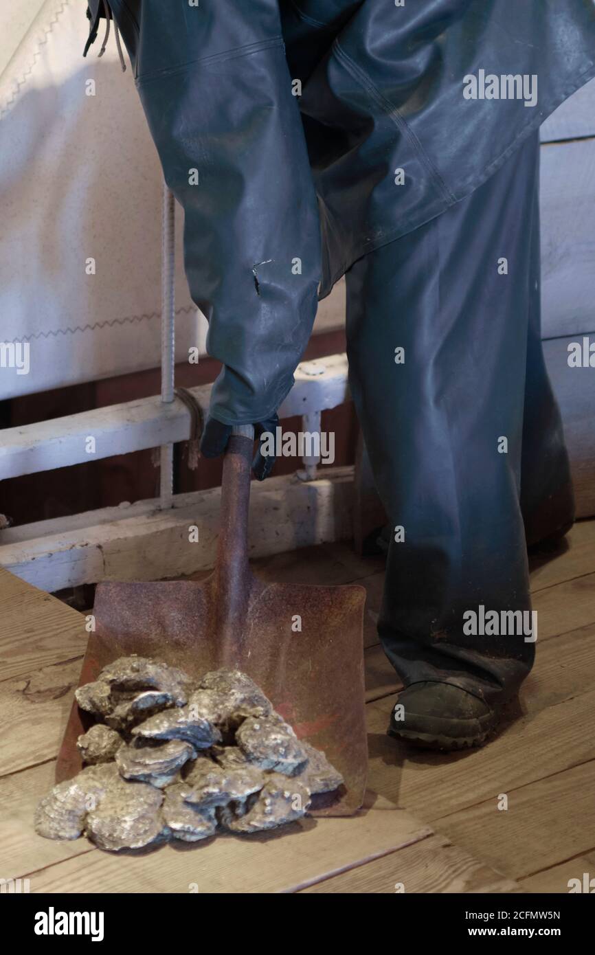 Exposition de l'industrie de l'huître de Chesapeake représentant un homme sur le pont en équipement humide et en train de ramasser des huîtres avec une pelle. Banque D'Images