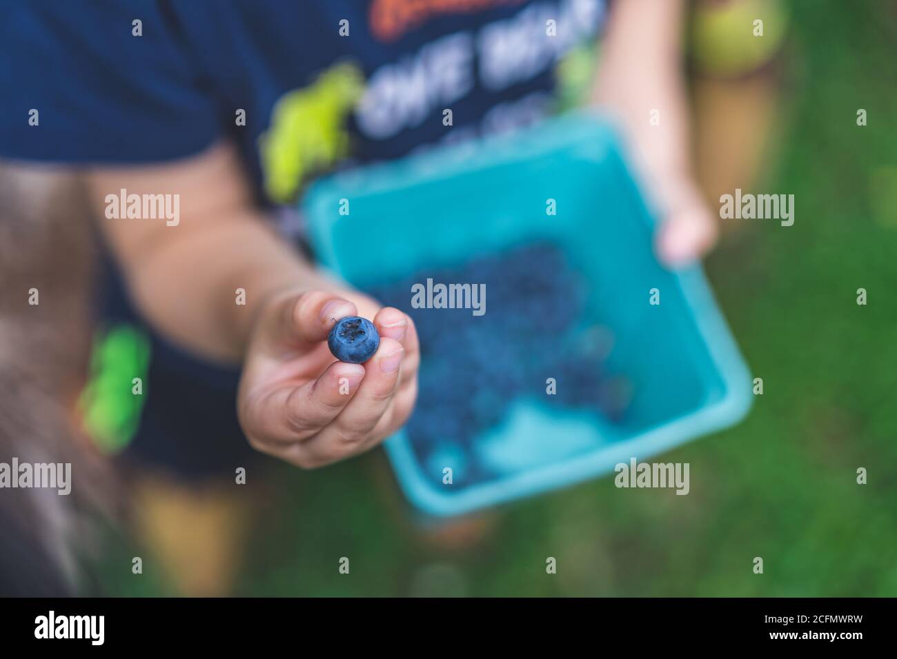 Bleuets fruit cueillette image enfant tenant des fruits d'été doux nourriture naturelle Banque D'Images