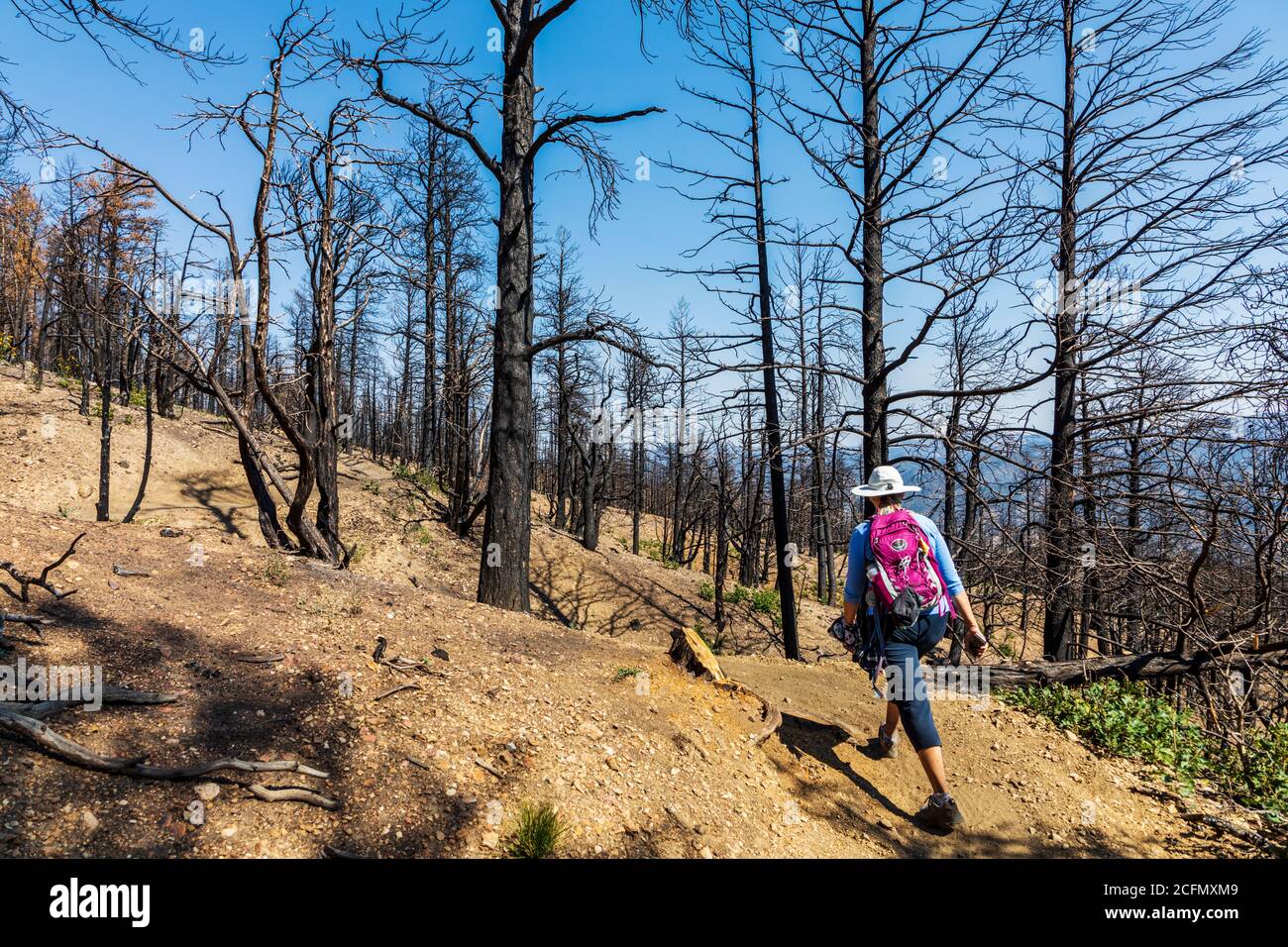 Femme senior randonnée Rainbow Trail un an après le feu de forêt Decker; Central Colorado; États-Unis Banque D'Images
