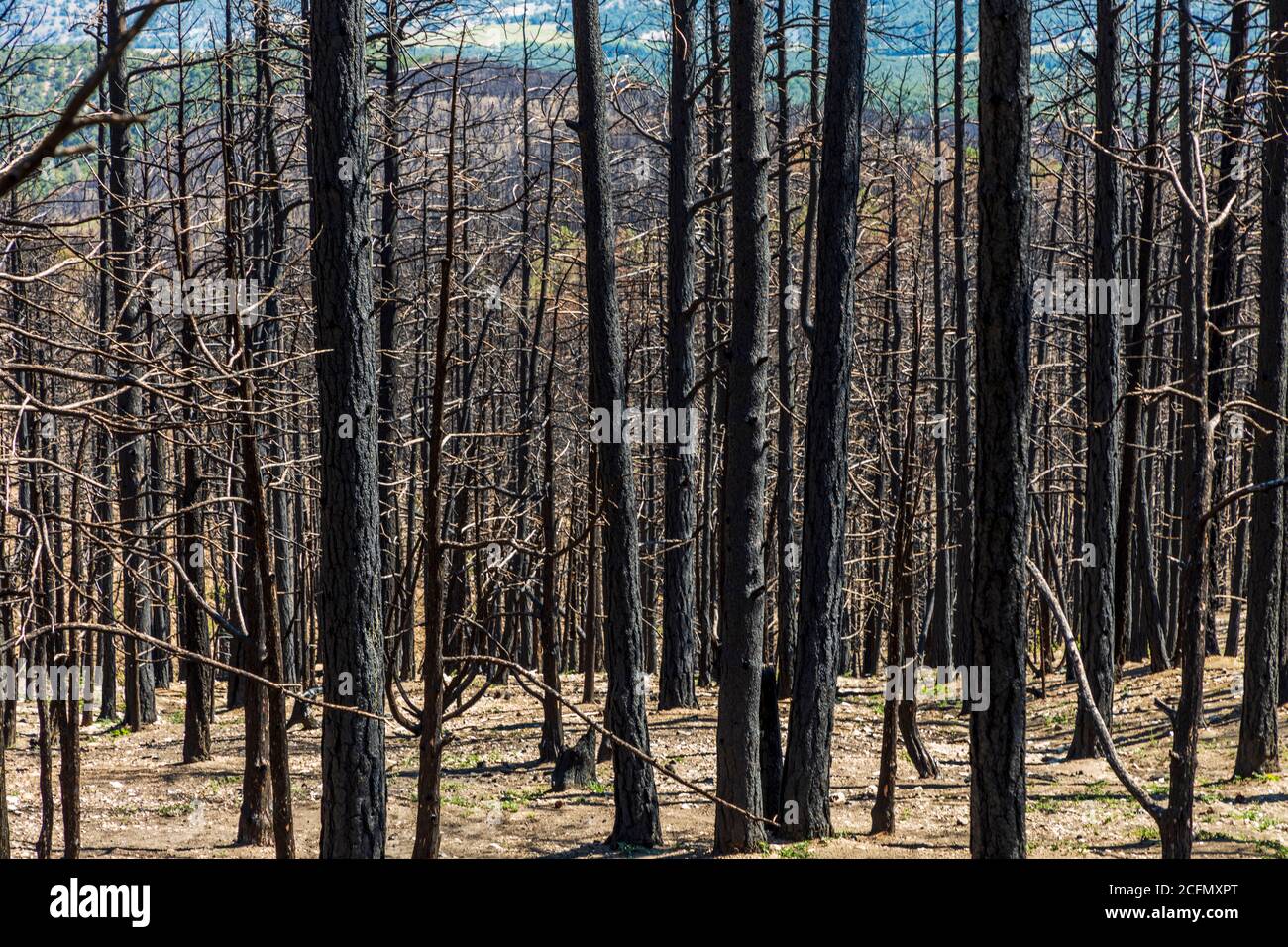 Forêt marquée et endommagée après le feu de Decker ; montagnes Rocheuses, Colorado central, États-Unis Banque D'Images