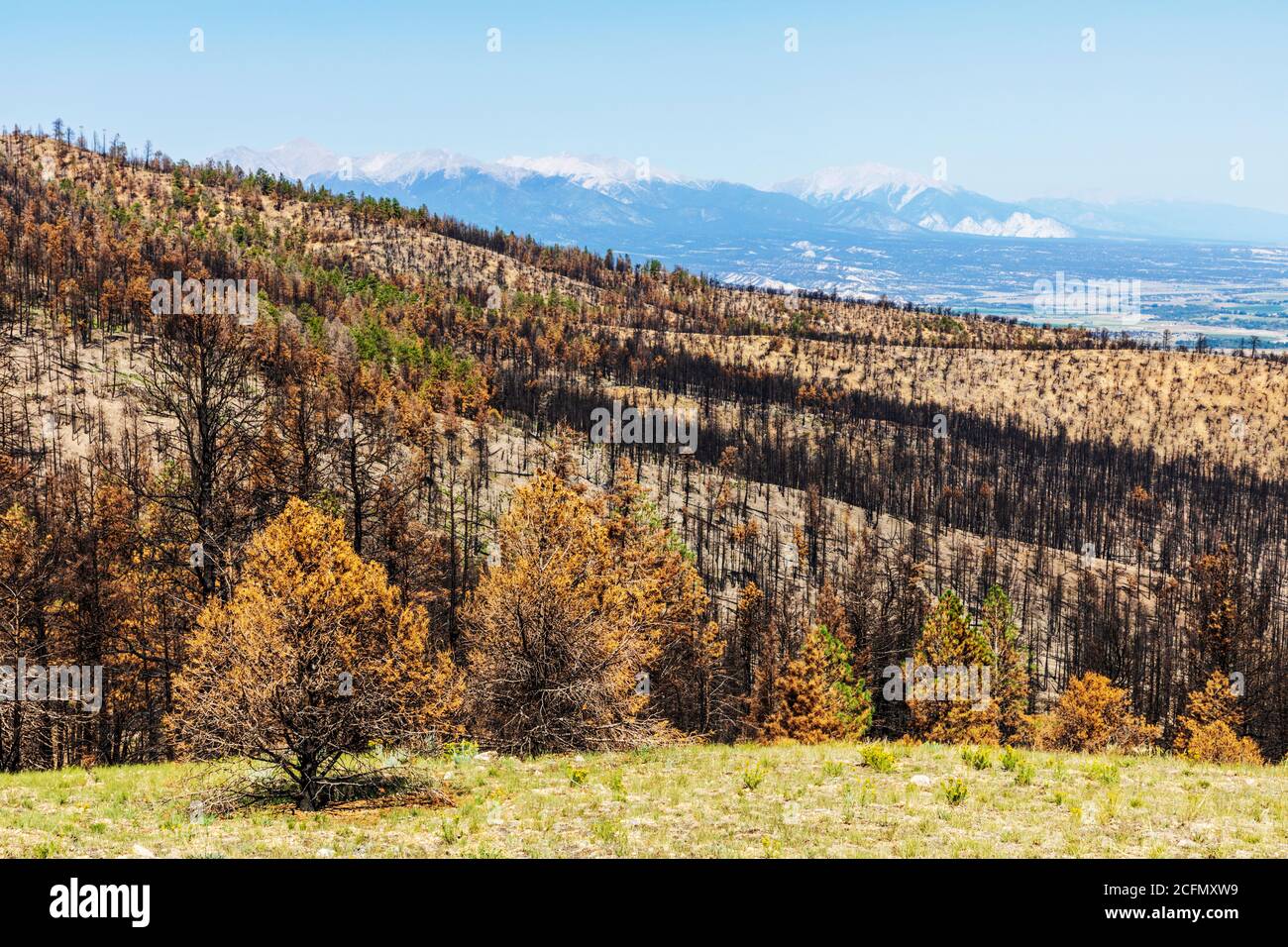 Forêt marquée et endommagée après le feu de Decker ; montagnes Rocheuses, Colorado central, États-Unis Banque D'Images