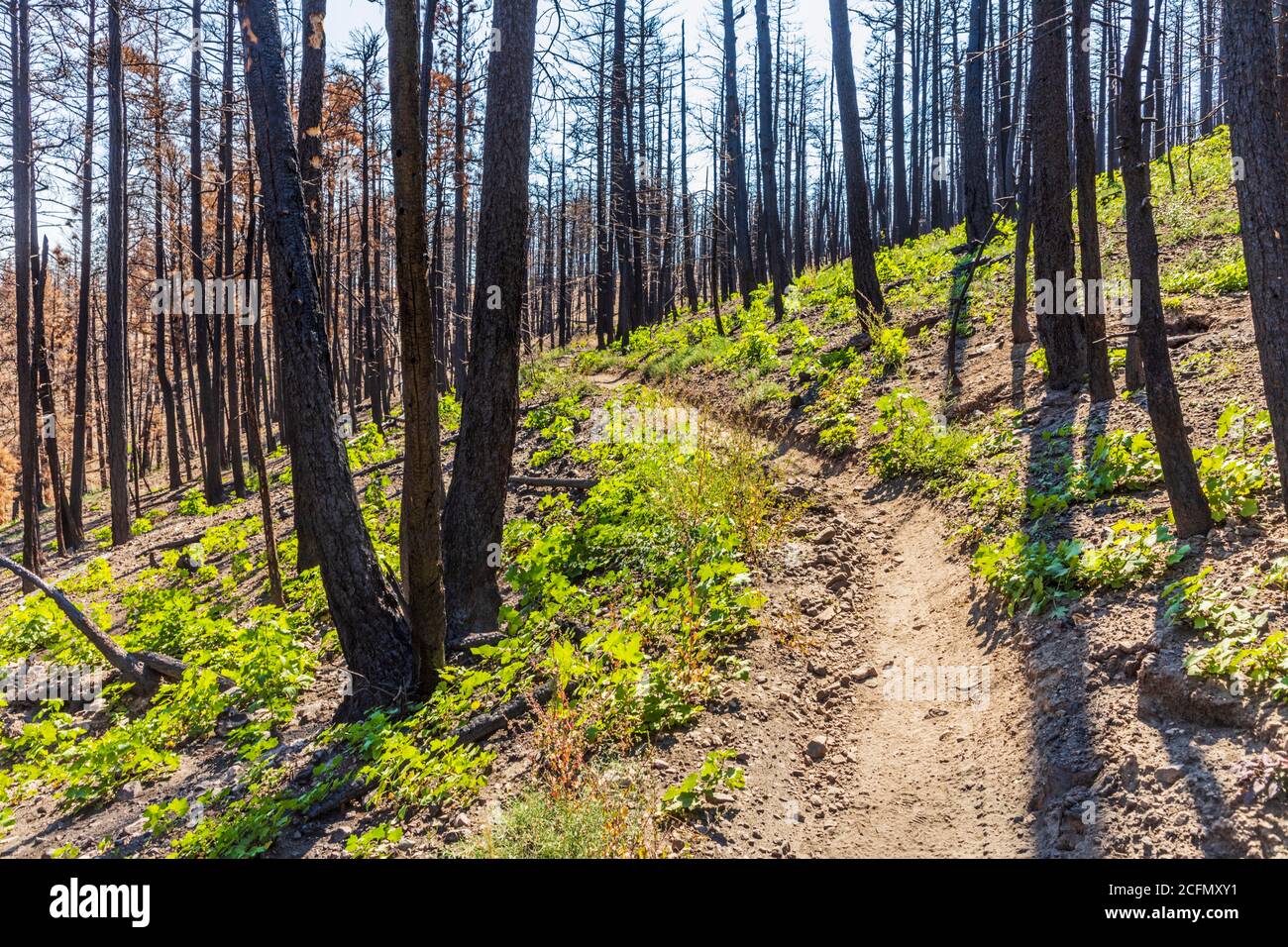 Régénération des arbres et des plantes qui brûlaient dans les feux de forêt ; montagnes Rocheuses, Colorado central, États-Unis Banque D'Images