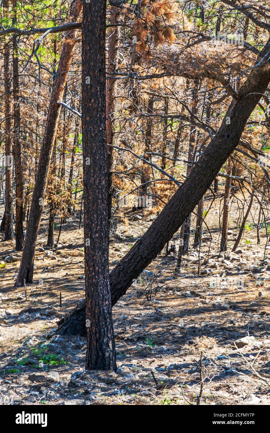 Forêt marquée et endommagée après le feu de Decker ; montagnes Rocheuses, Colorado central, États-Unis Banque D'Images
