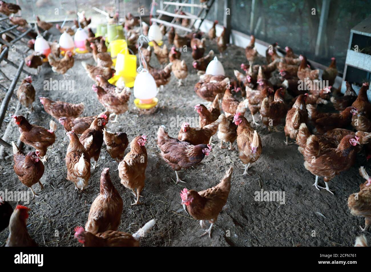 Nombreuses variétés d'oeufs de poules dans le poulailler avec un sol en argile. Mise au point douce. Banque D'Images