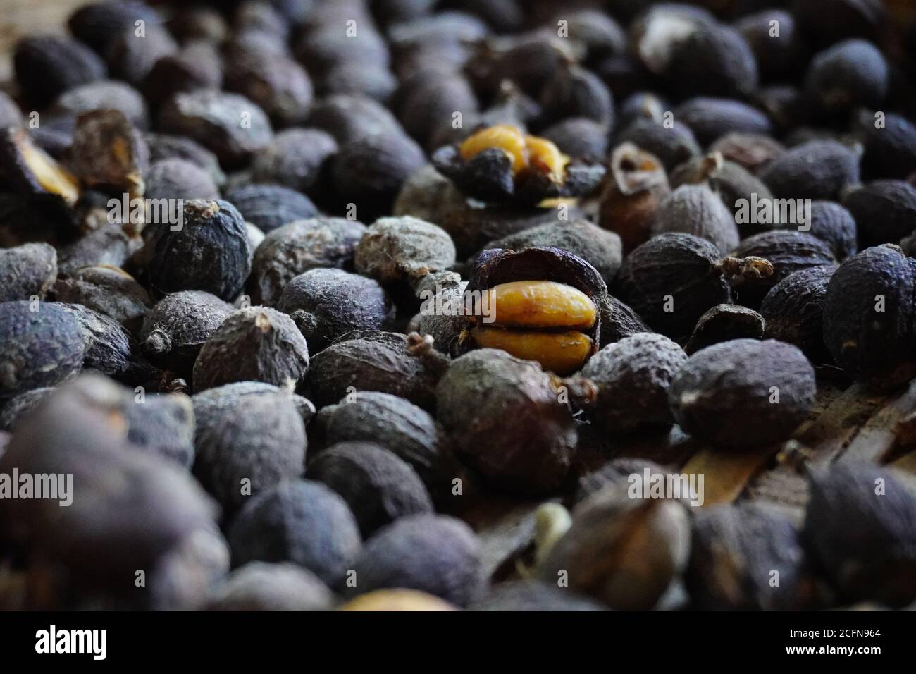 Le terme « grains de café verts » désigne les grains de café matures ou immatures non torréfiés. Banque D'Images