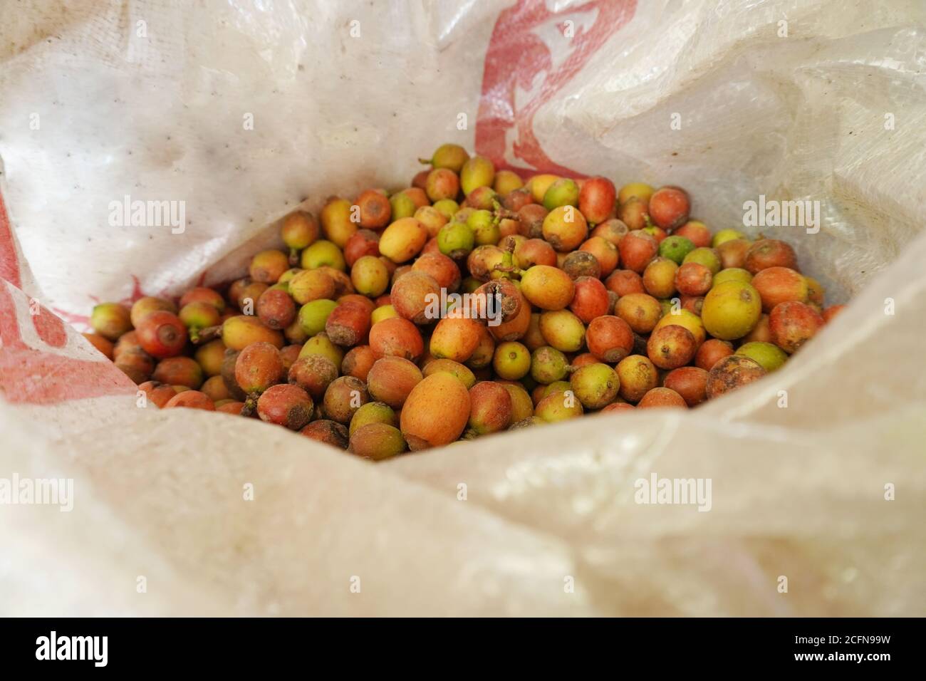 Le fruit du café est un type de fruit en pierre produit par la plante à café. Banque D'Images