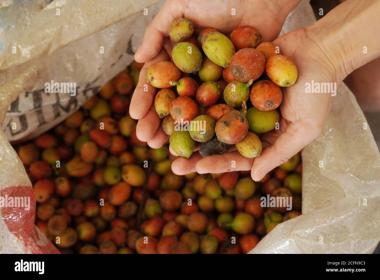 Le fruit du café est un type de fruit en pierre produit par la plante à café. Banque D'Images