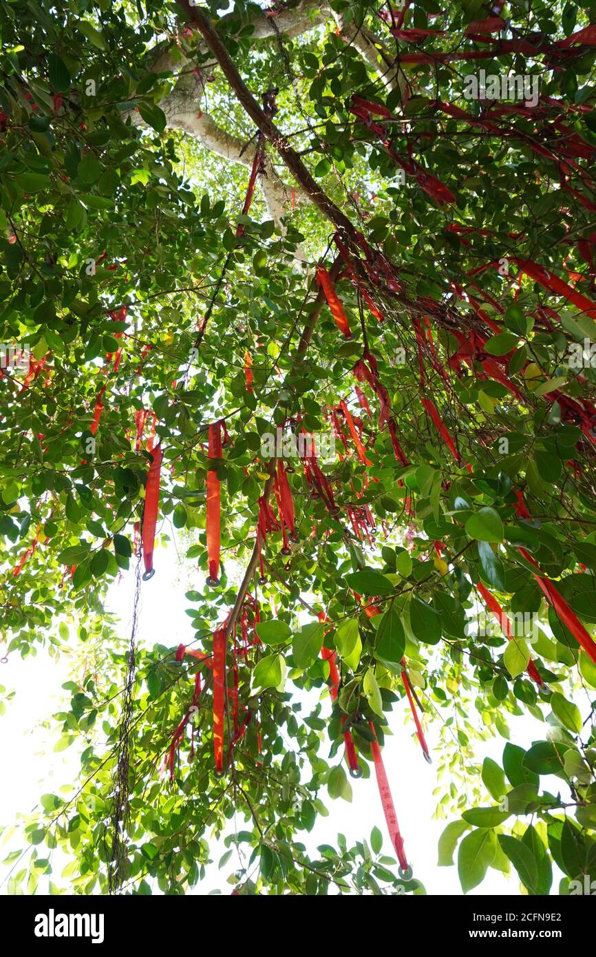 Dans la culture chinoise, la couleur rouge symbolise la chance et la joie. On pense que le fait de lier un ruban rouge à « l’arbre qui souhaite » rendra le souhait vrai Banque D'Images